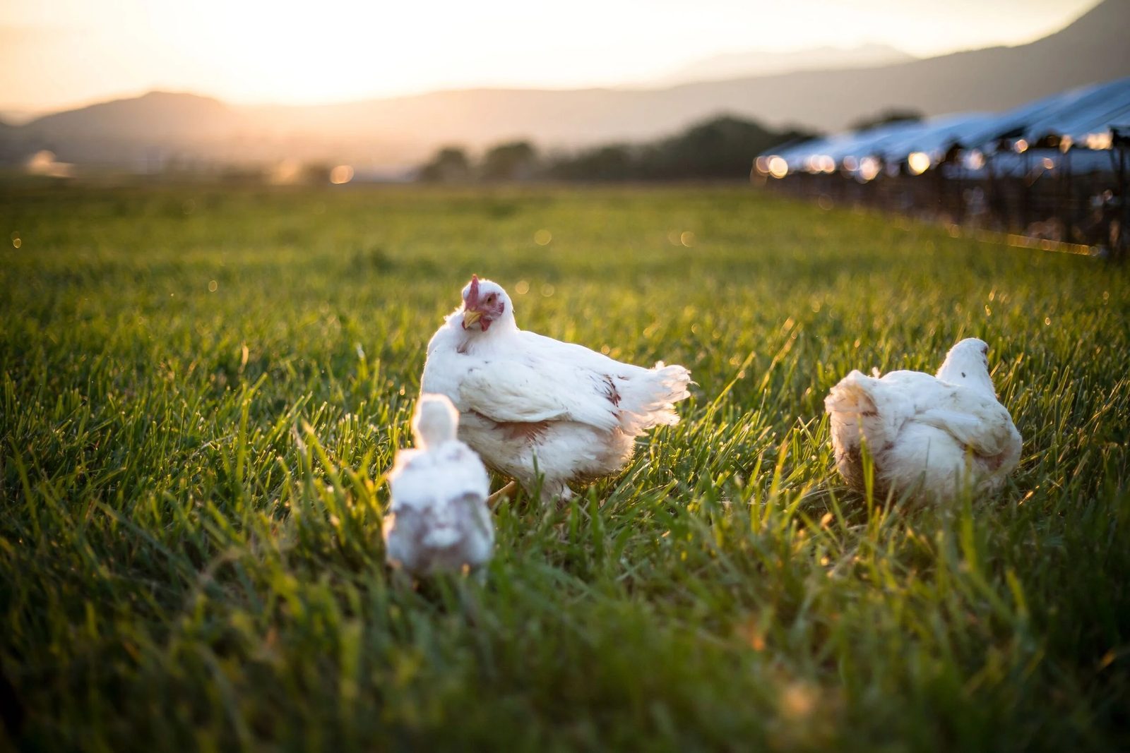 Three white broilers on green grass at sundown, the chicken tractors behind them