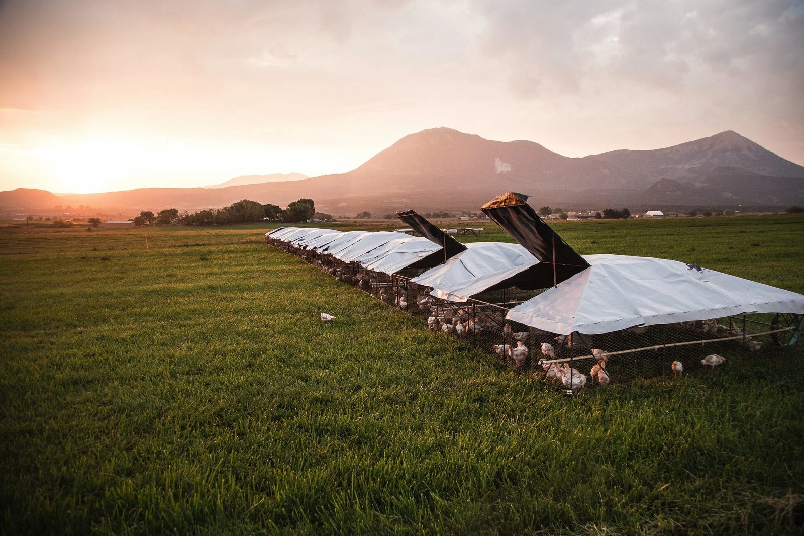 Chicken tractors on pasture at sundown